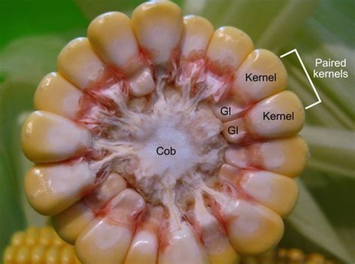 Innermost parts of ears of corn