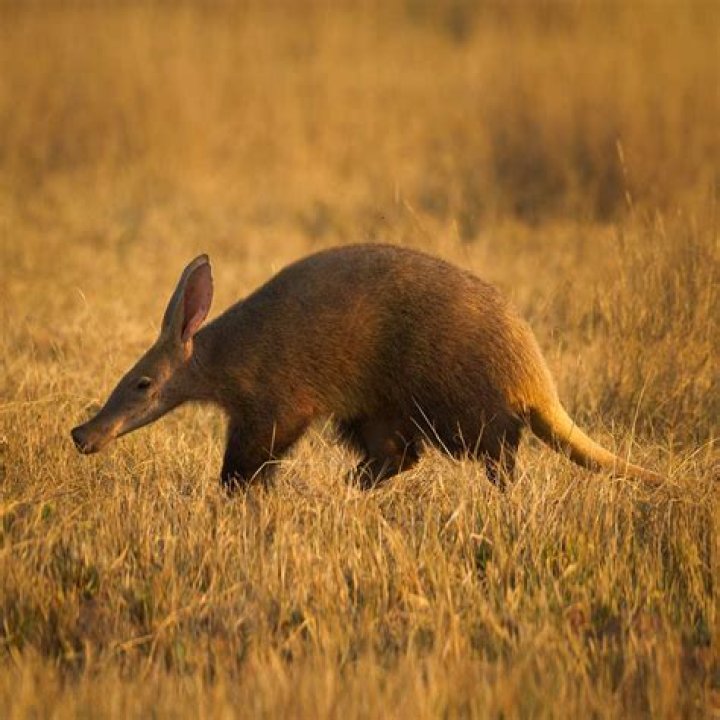 Insect eaten by an aardvark