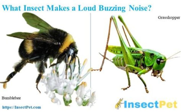 Insect that makes a buzzing sound