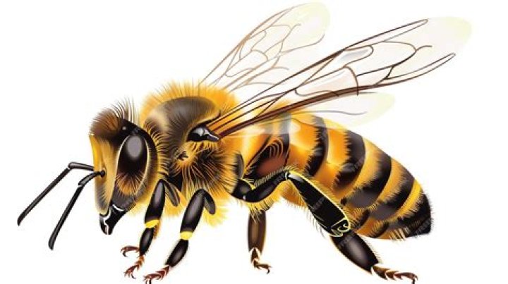 Insect that produces honey