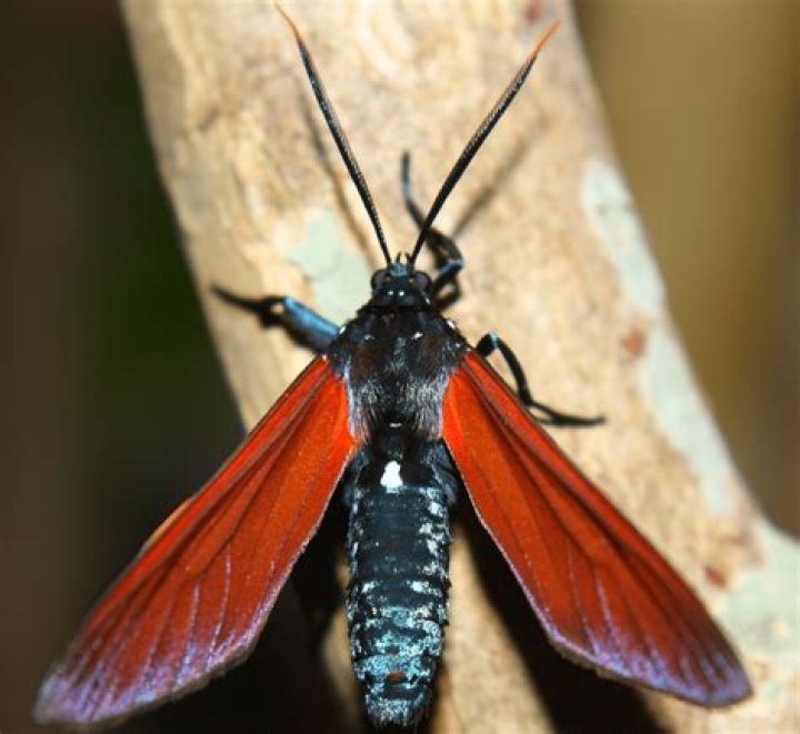 Insect that's related to a butterfly