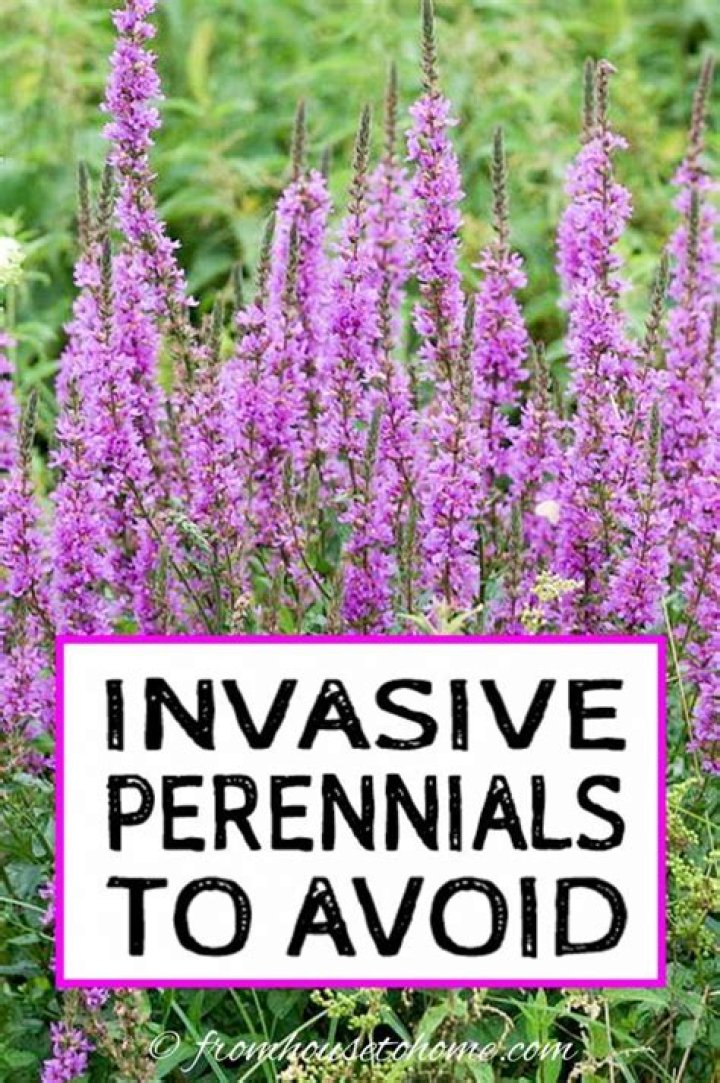 Invasive plants you might pull up in the garden