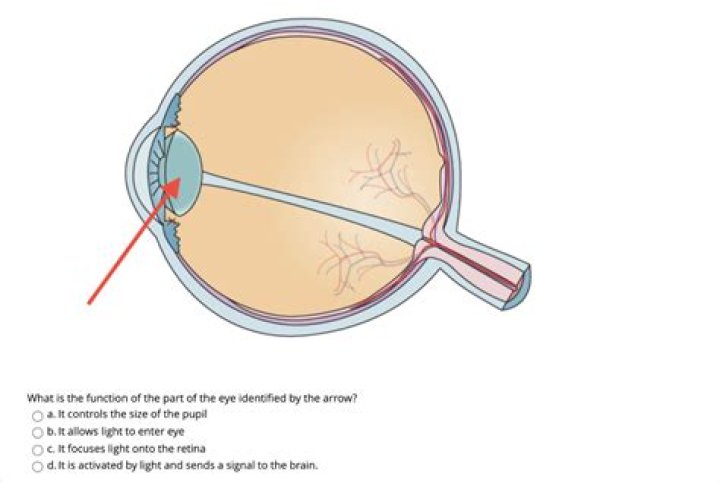 It controls the size of the pupil