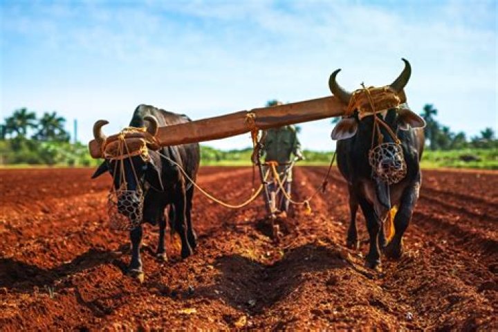 It might be pulled by oxen