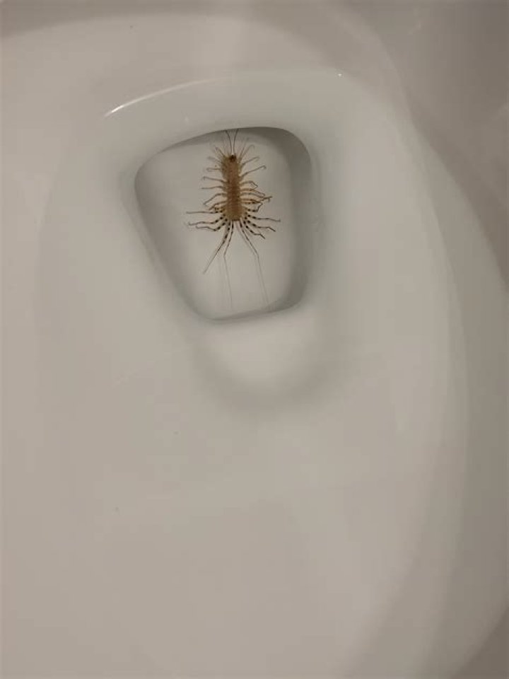 It ___ shivers down my spine!