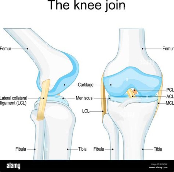 Joint above the femur