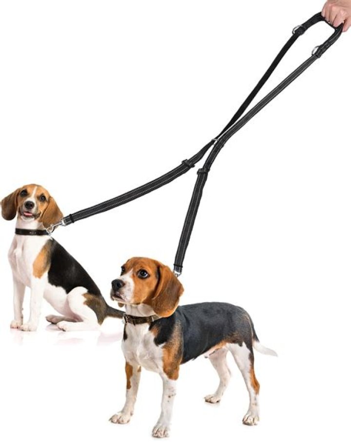 Keep ___ short leash: 2 wds.