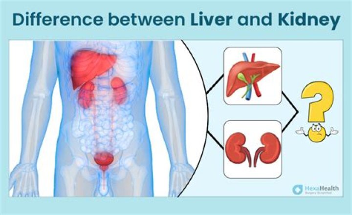 Kidney or lung for example