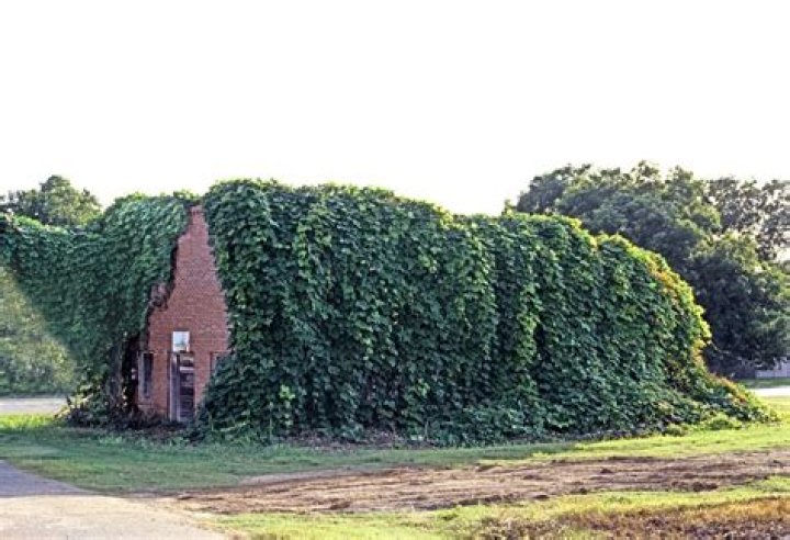 Kudzu for example