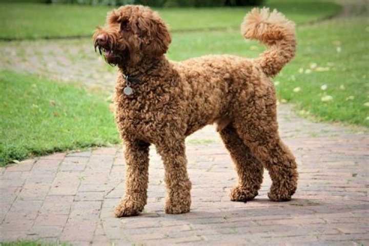 Labradoodle for one