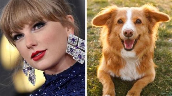 Lady Gaga's dogs and Taylor Swift's cats for example