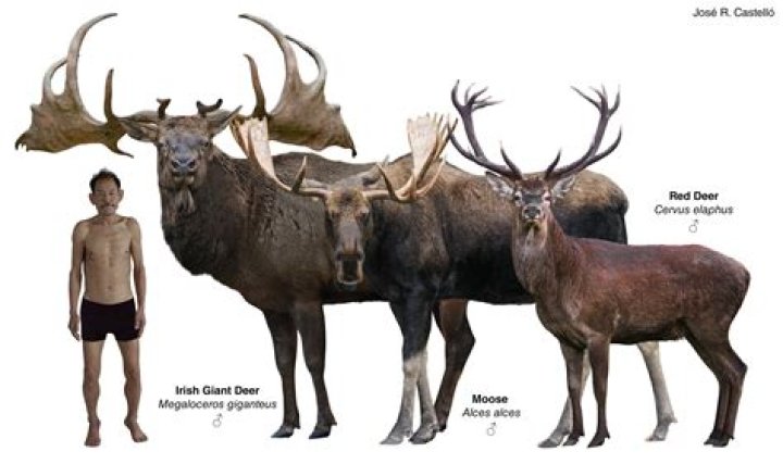 Large animal in the deer family