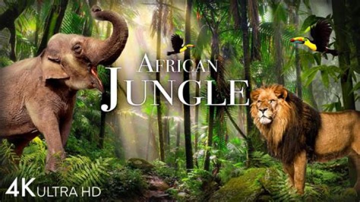 Large animals in African jungles