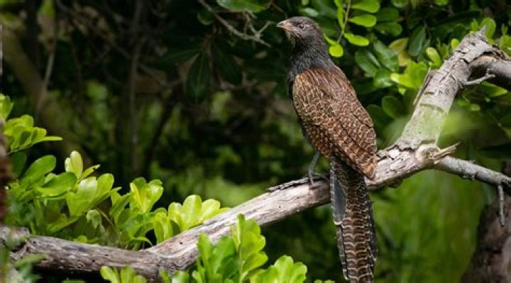 Large bird with emerald-colored eggs