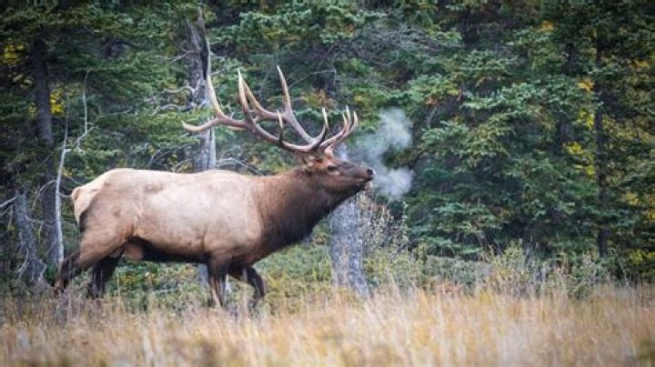 Large member of the deer family