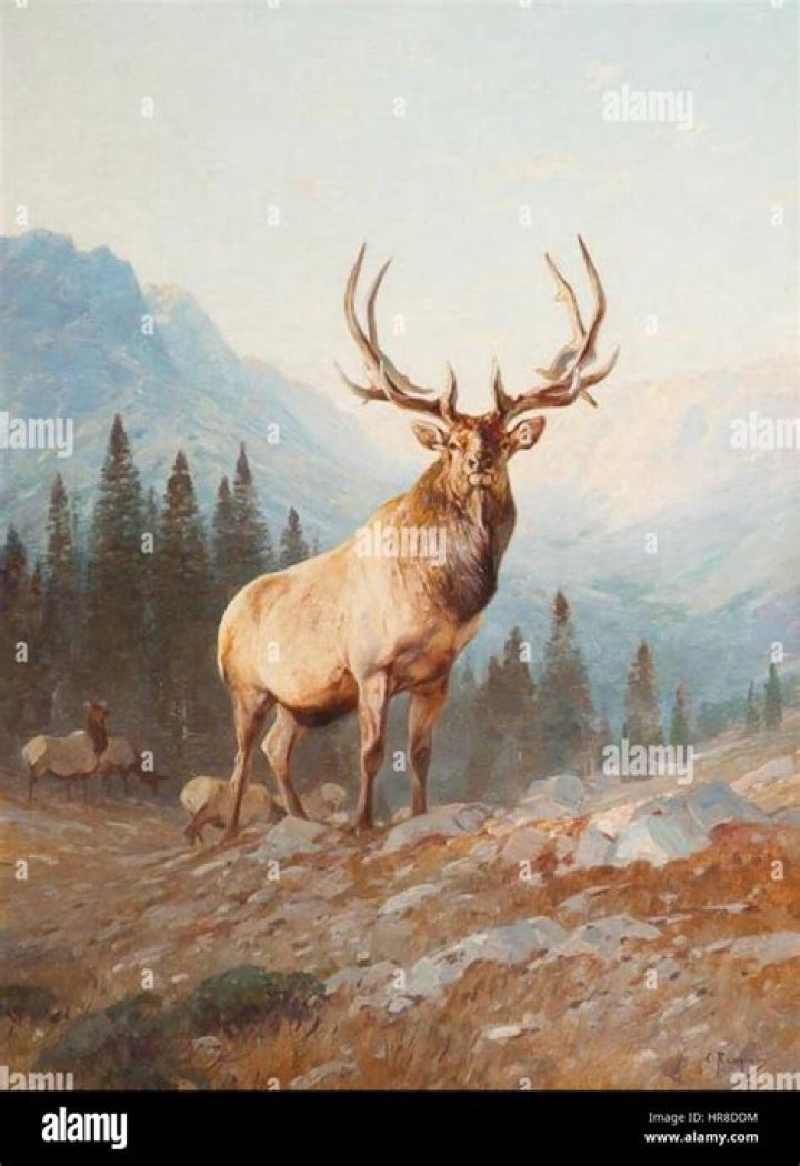 Large North American deer