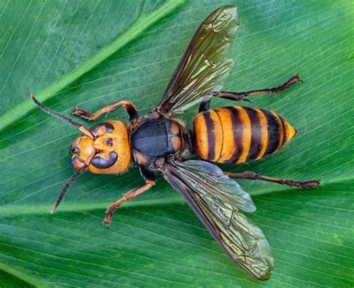 Large wasp