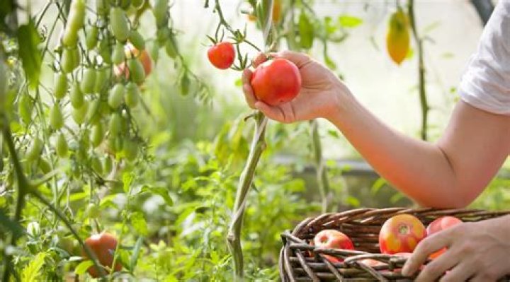 Like fruit ready for harvesting