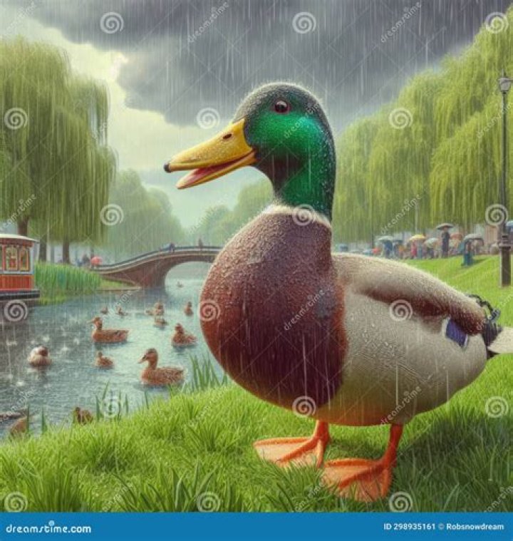 Like water ___ duck's back: 2 wds.