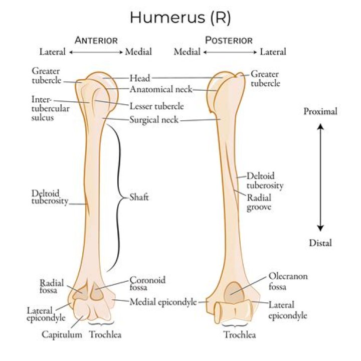 Limb where the humerus bone is