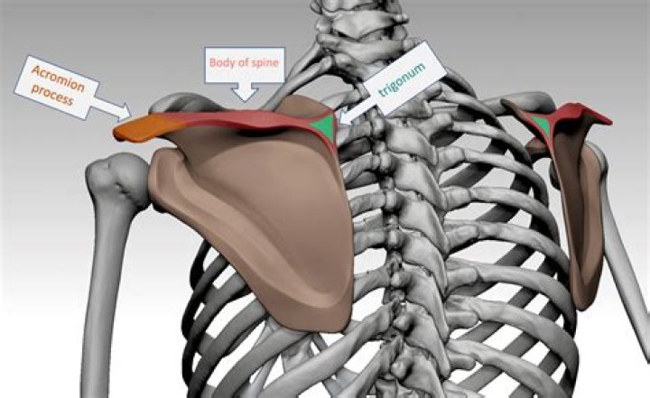 Limbs connected to the shoulders