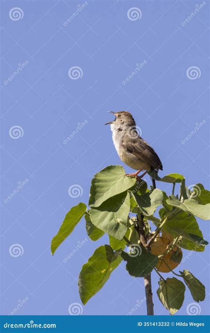 Little brown songbird