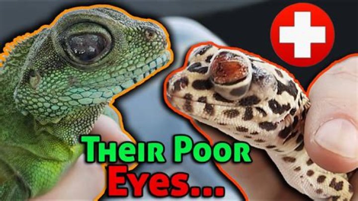 Lizard that licks its own eyeballs