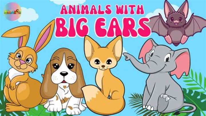 Long-eared animal who attends 15-Across: 2 wds.