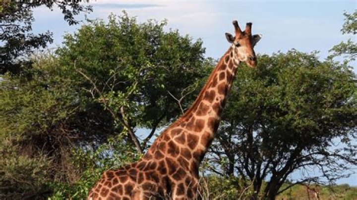 Long part of a giraffe