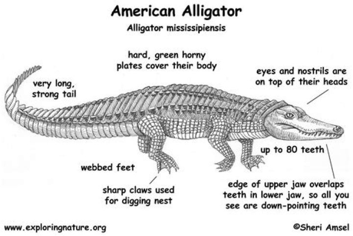 Long part of an alligator's head