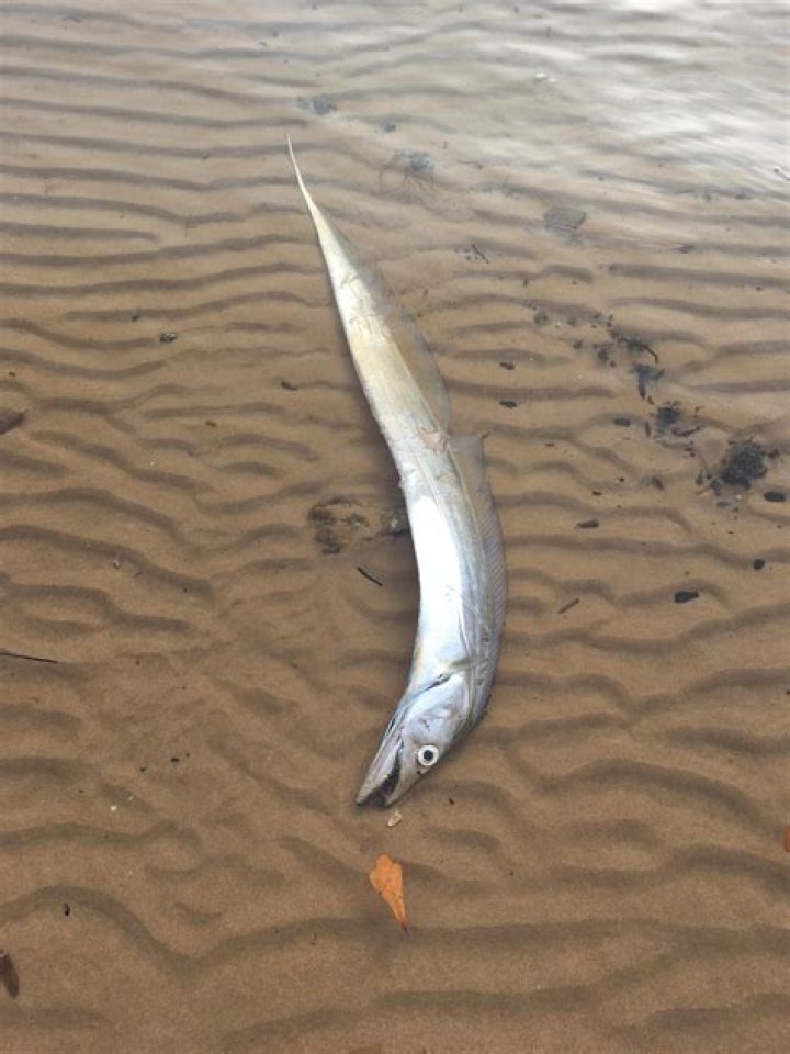 Long slender fish