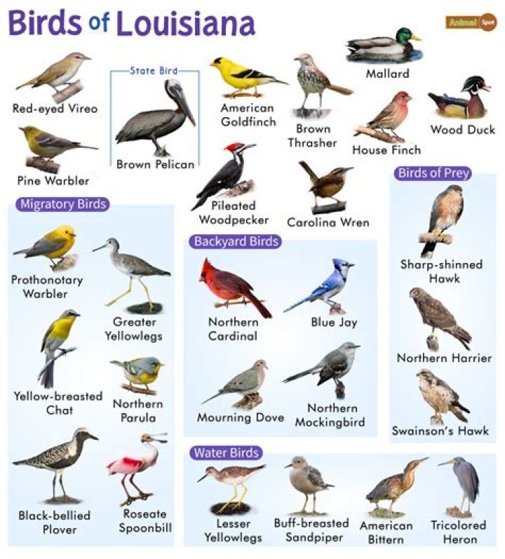 Louisiana birds