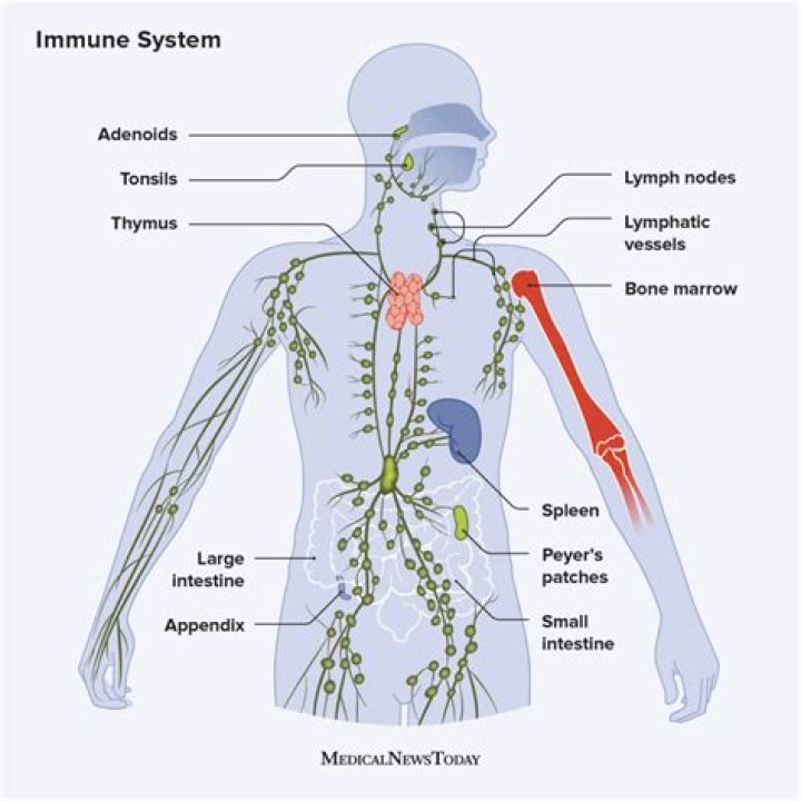 Lymph ___ (immune system part)