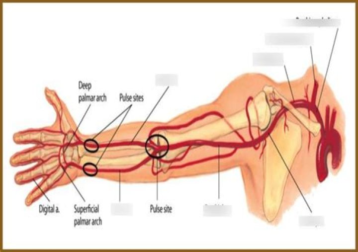 Main artery from the heart