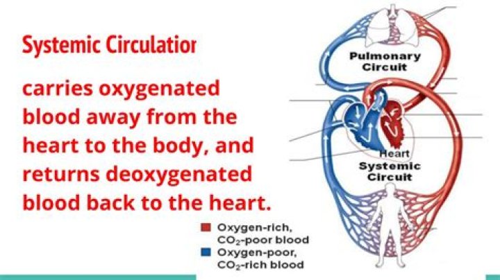 Major artery carrying blood to the body
