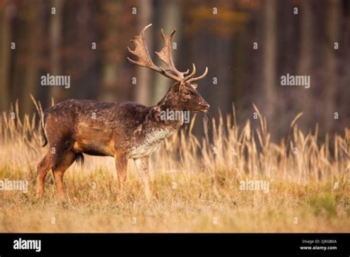 Male animal with antlers