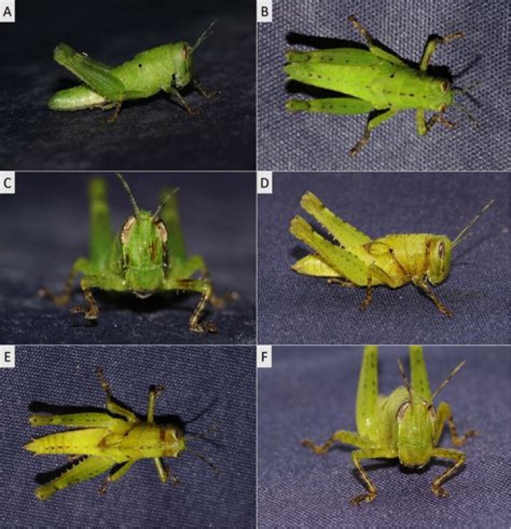 Male counterpart to ma'am