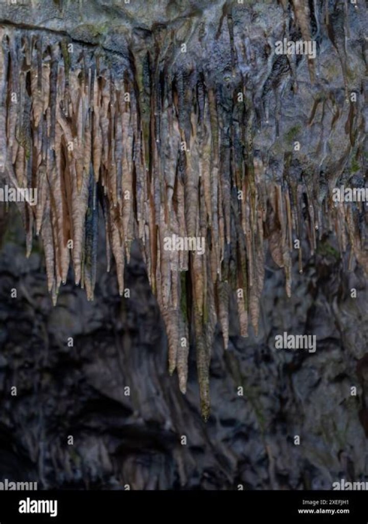 Mammal that might hang from a cave's ceiling