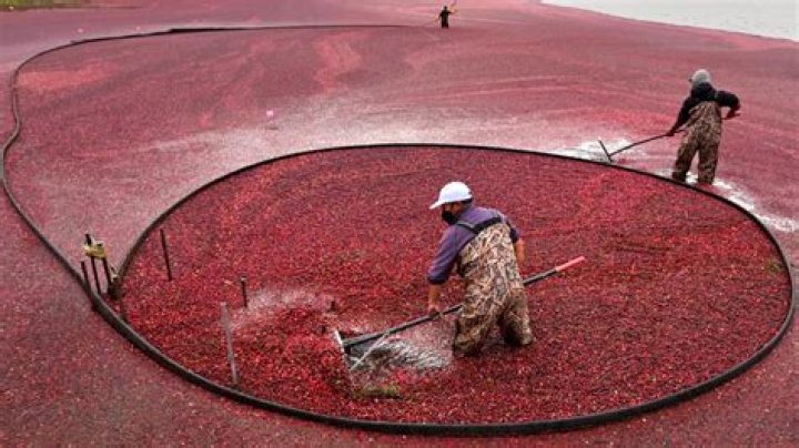 Marshy setting for harvesting peat moss or cranberries