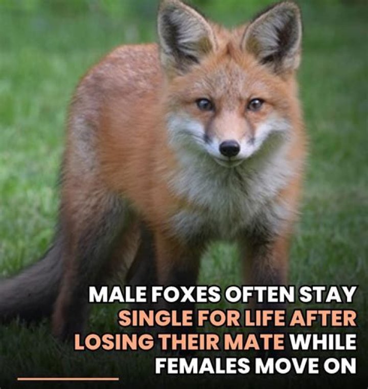 Mate of 20-Across often