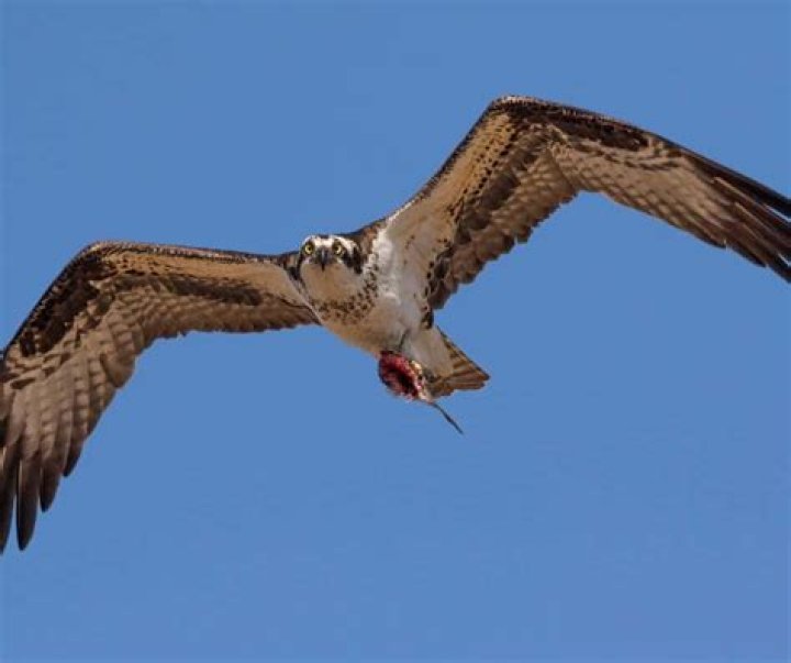 McGregor of Birds of Prey