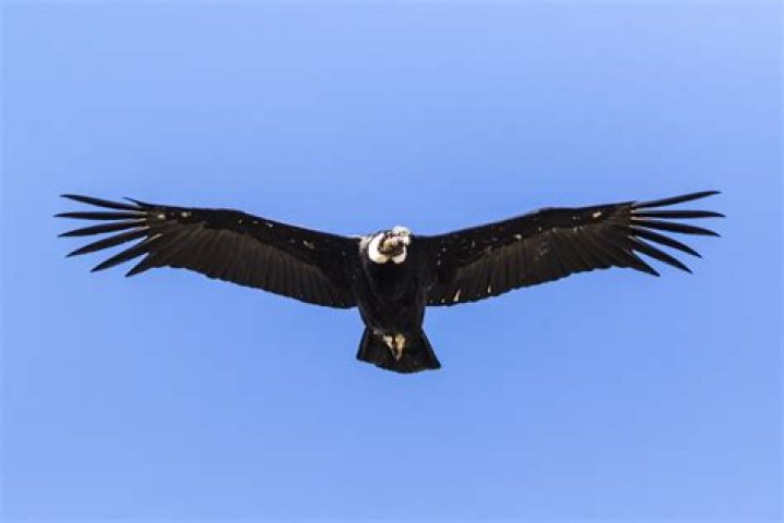 Measure of a condor's outstretched wings