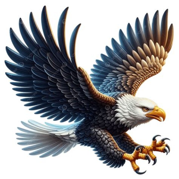 Measure of an eagle's outstretched wings