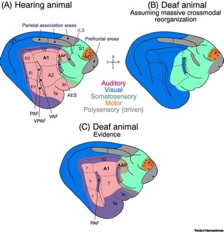 Membrane that's important in hearing