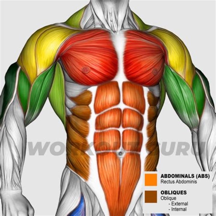 Midsection muscles