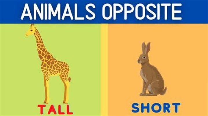 Minimum's opposite for short