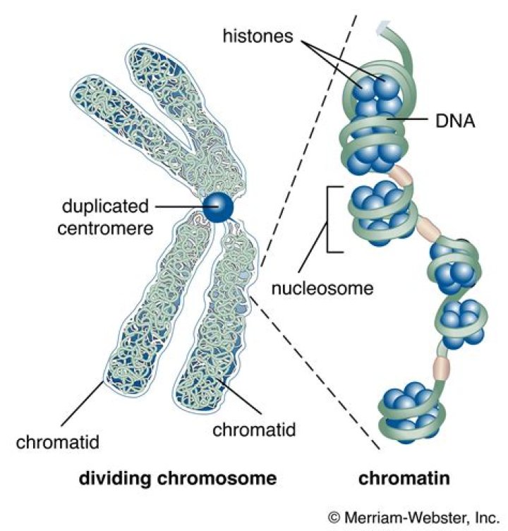 Molecule that makes up chromosomes: Abbr.