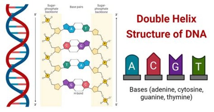 Molecule with a double-helix structure: Abbr.