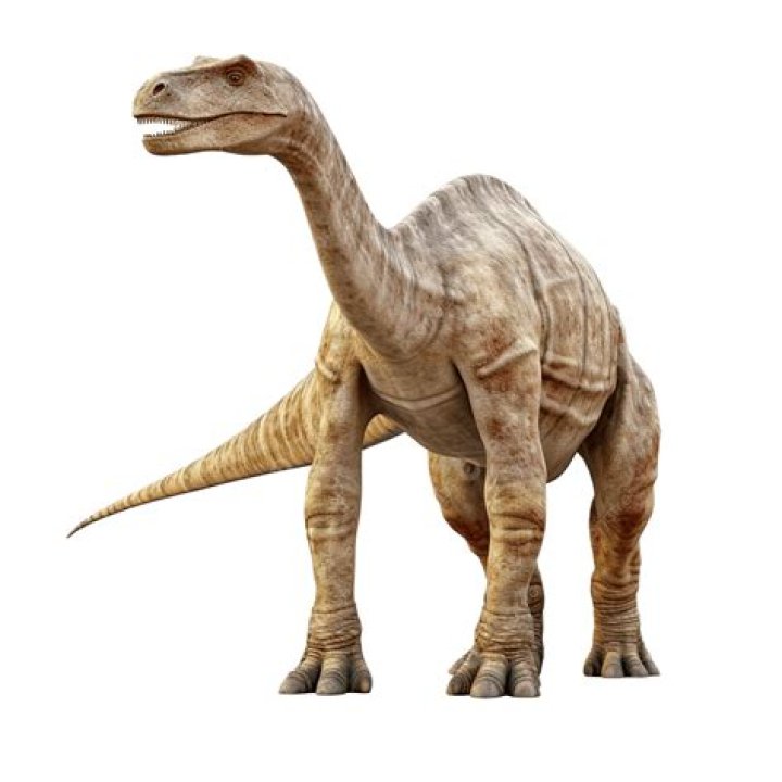 ___ monster (large lizard)