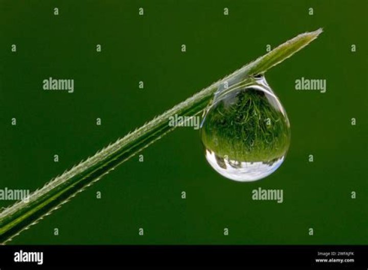 Morning drops on grass blades